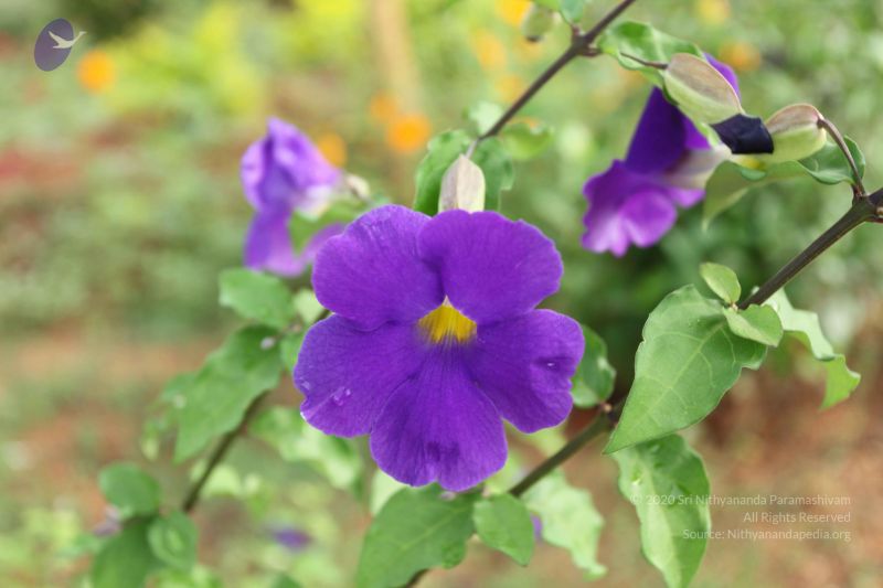 File:20101028 Photo 1127 1b9 fGH1OCluMGRki IMvHRsemEKJJ3Dc.JPG