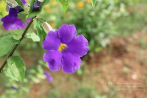 20101028 Photo 1128 1oYTwj8IUki59oCaCLUgzFKpwTOSnJArr.JPG