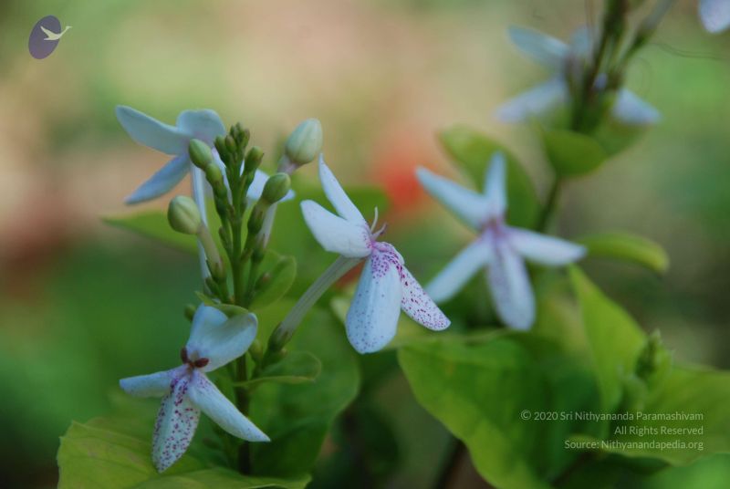 File:20101105 Photo 1188 1w3YlAnJee-M7HxGBwSoADR5M4lry2yoM.JPG