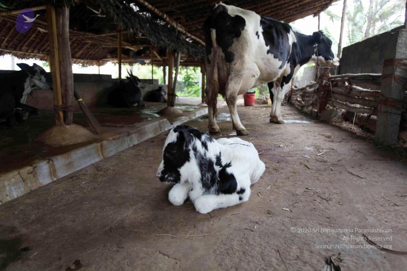 File:20101107 IMG 0711 CMP WM111.jpg