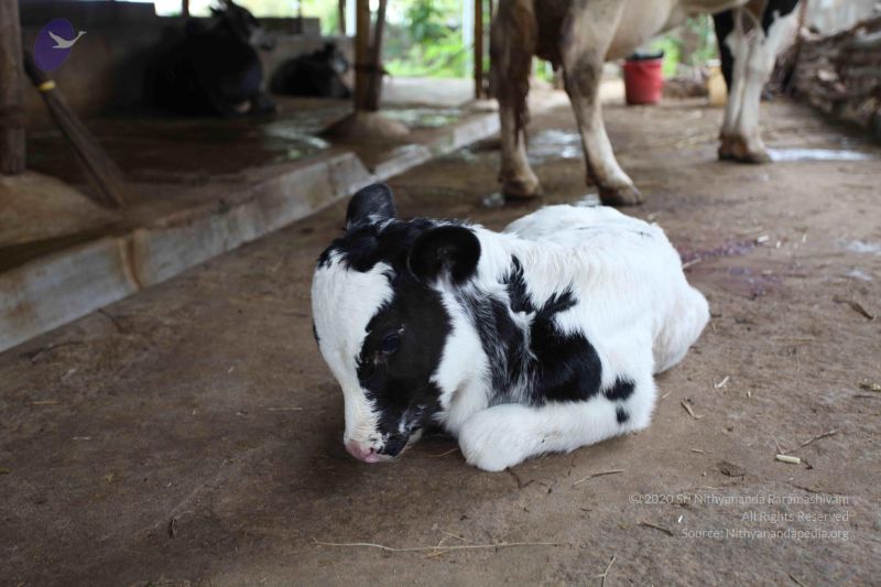 File:20101107 Photo 1199 1iFKBJhtCYIUeFkxY4owPdCmFdAT5ROA2.JPG