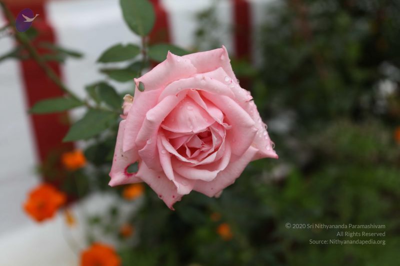 File:20101112 Photo 1227 1HCjN-IIROzmhPTNwpZqdtWwEY5gLSFcX.JPG