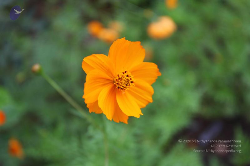 File:20101112 Photo 1228 17X8il0x5cauIuesL6zy7bCE3f3gl6 ry.JPG