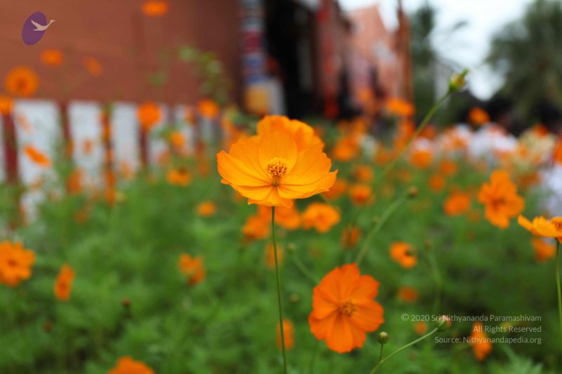 File:20101112 Photo 1230 1sRo8h9 wds6RyrFDe5rn ZP4EoKbNwjp.JPG