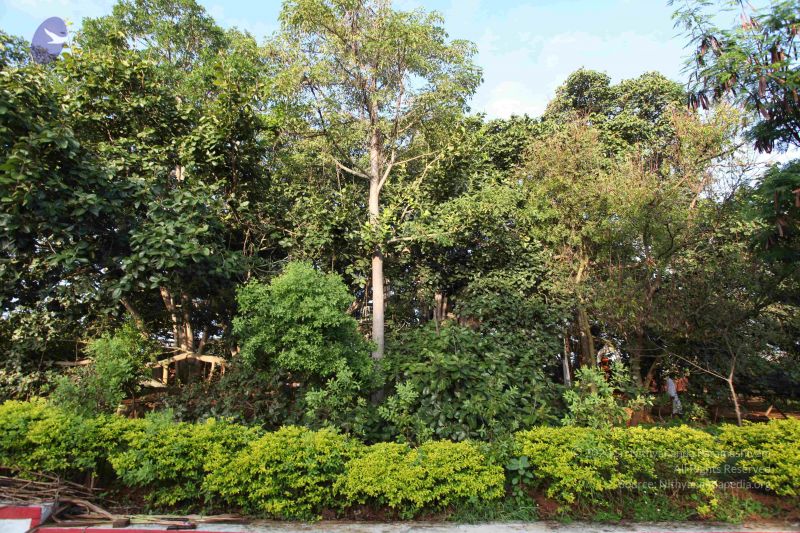 File:20101112 Photo 1287 1Pxbbe2xDAnyRvpaPSc-SyOOcv1p3cnes.JPG