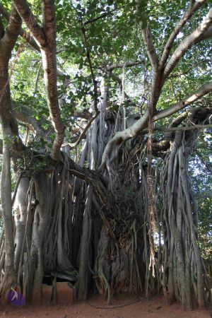 20101112 Photo 1297 1o6blKRrIrcy31nJeuoNhm7wYPlVkyOVP.JPG