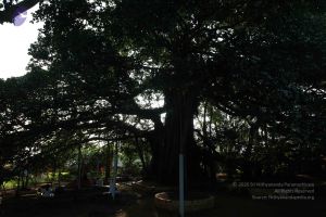 20101112 Photo 1300 10T7Ds2aFzGENKkvHM3ohyIOA9A7trEos.JPG