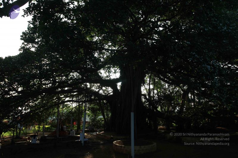 File:20101112 Photo 1300 10T7Ds2aFzGENKkvHM3ohyIOA9A7trEos.JPG