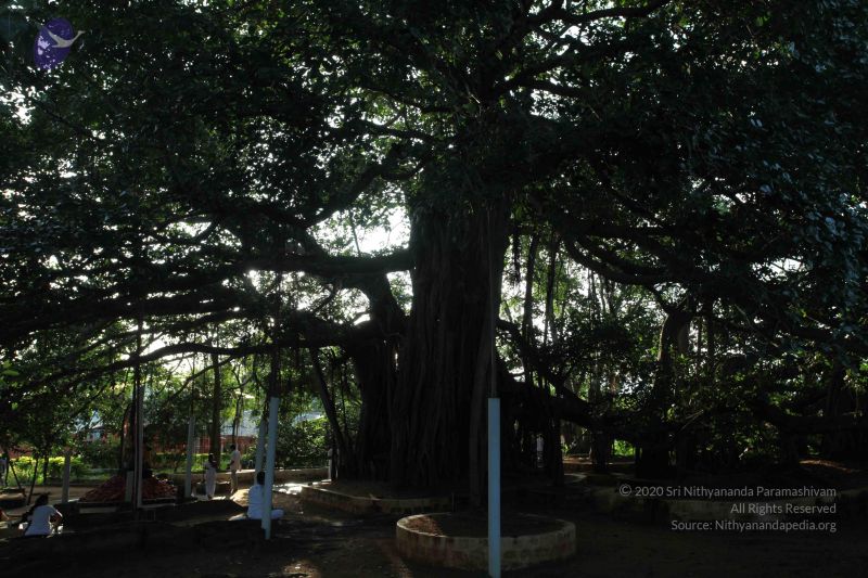 File:20101112 Photo 1306 1TdZeJvtXHHFCkKxB46UZWbb4XOv5E4IZ.JPG