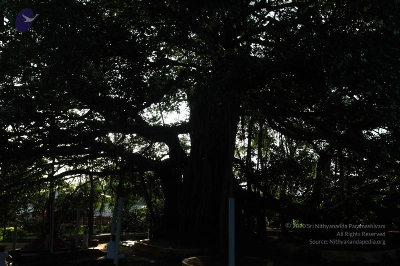 File:20101112 Photo 1307 1KGJGcn6hvJY3LwSFX1sgtAf1wMZe3k4l.JPG