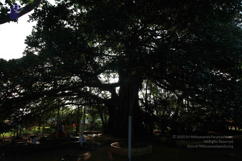 File:20101112 Photo 1310 1aDV7oZayD18B2mQqxq-2k2vrxOAnyMze.JPG