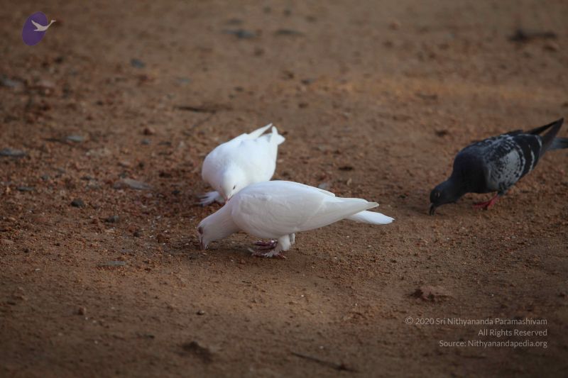 File:20101114 Photo 1023 1bfTuR1GkkM50wLlEuI4Jkgme8BS-vdCh.JPG