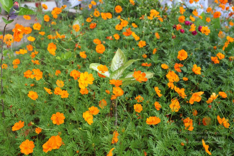 File:20101114 Photo 1092 1RAf95NhKzTaJNNfeFAUHDltrnWTefflH.JPG