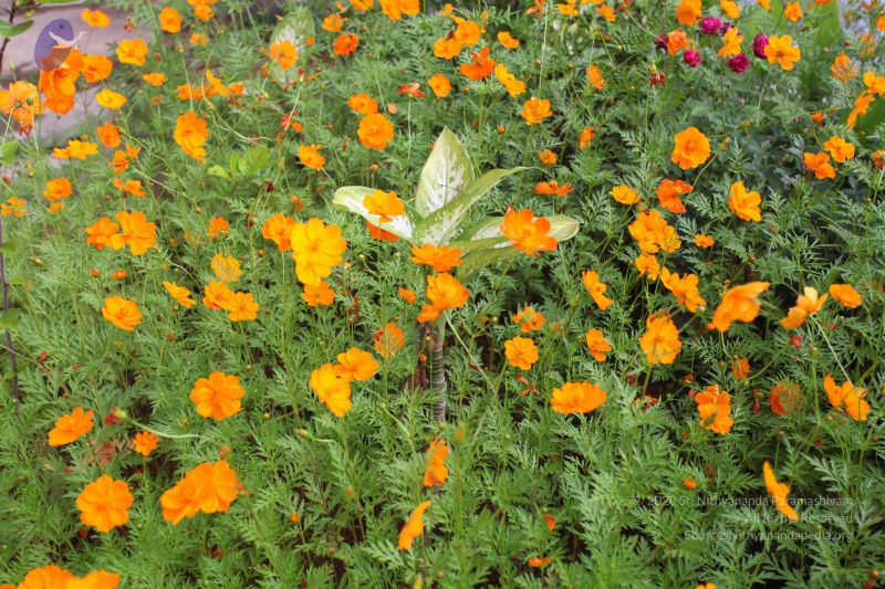 File:20101114 Photo 1093 1Nqjw3IE3GCM8lgMYW0UIn187U1MKGn02.JPG