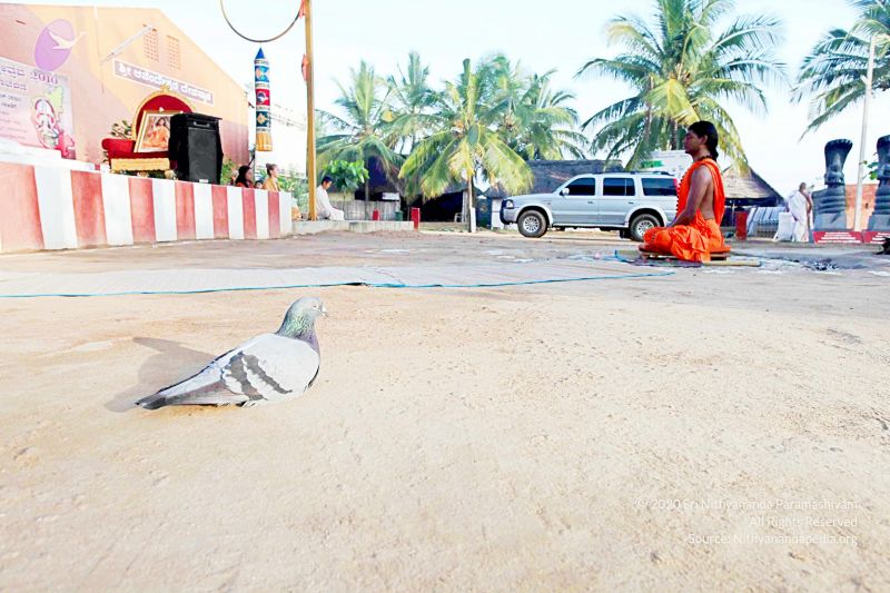 File:20101120IMG 9401 CMP WM0100.jpg