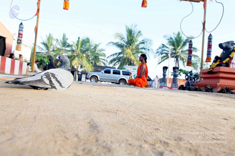 File:20101120IMG 9404 CMP WM0100.jpg