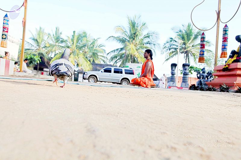 File:20101120IMG 9407 CMP WM0100.jpg