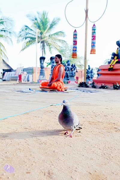 File:20101120IMG 9417 CMP WM0100.jpg