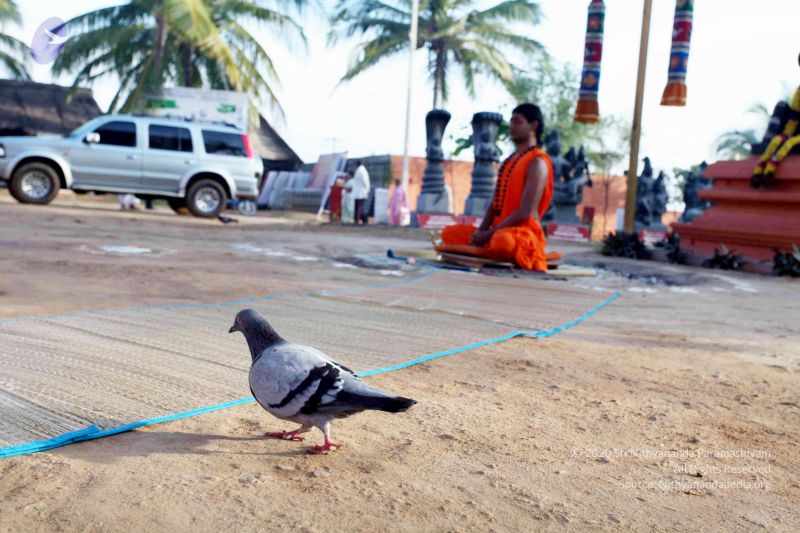 File:20101120IMG 9421 CMP WM0100.jpg