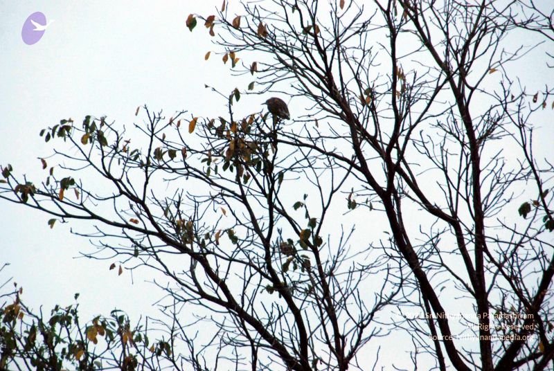 File:20101220DSC 1553 CMP WM1111.jpg