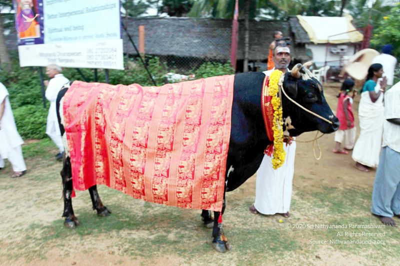 File:20101220IMG 6997 CMP WM01010101.jpg