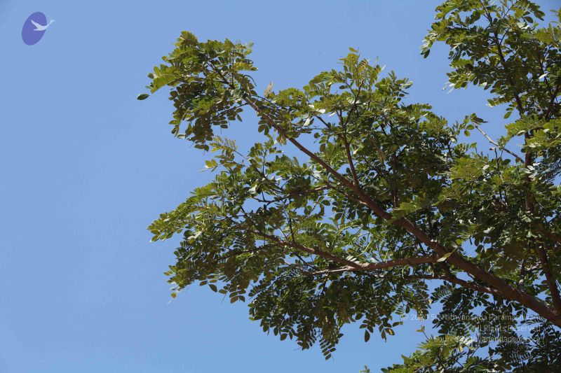 File:20101222 Photo 2052 177TnVnSgOahitzqzFh3KRGGer35JRaee.JPG