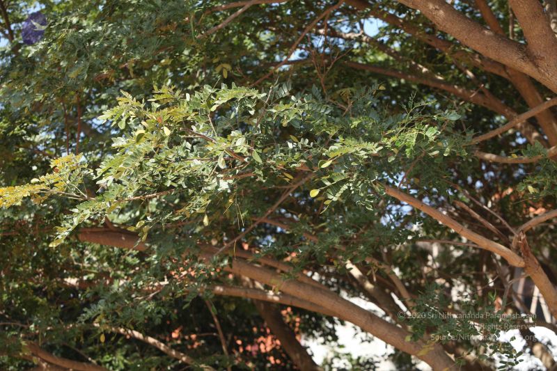 File:20101222 Photo 2053 1T0YEtiw8uq397cZp-tNXcdrJdXGkmcPK.JPG