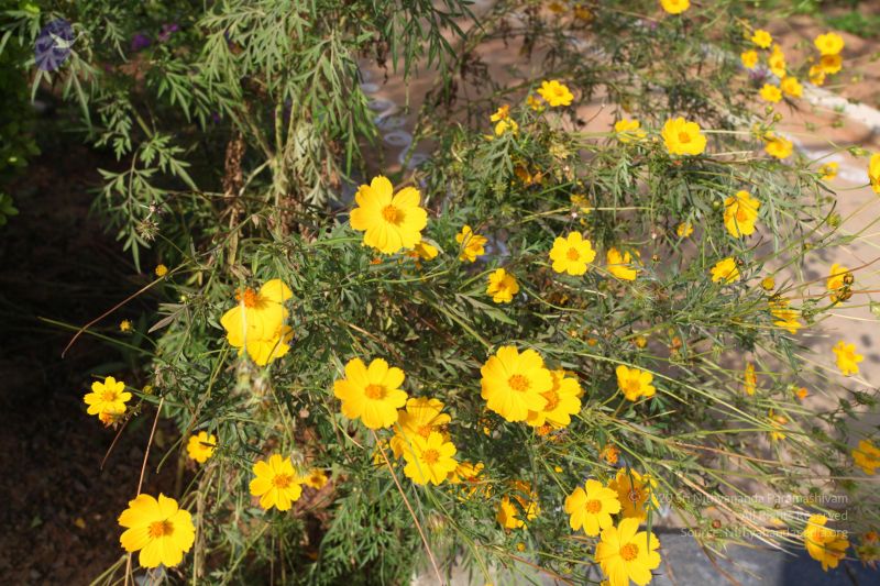 File:20101231 Photo 1189 106yuUHSLqmiLYXawsXrJ6Hesvep-2dYw.JPG