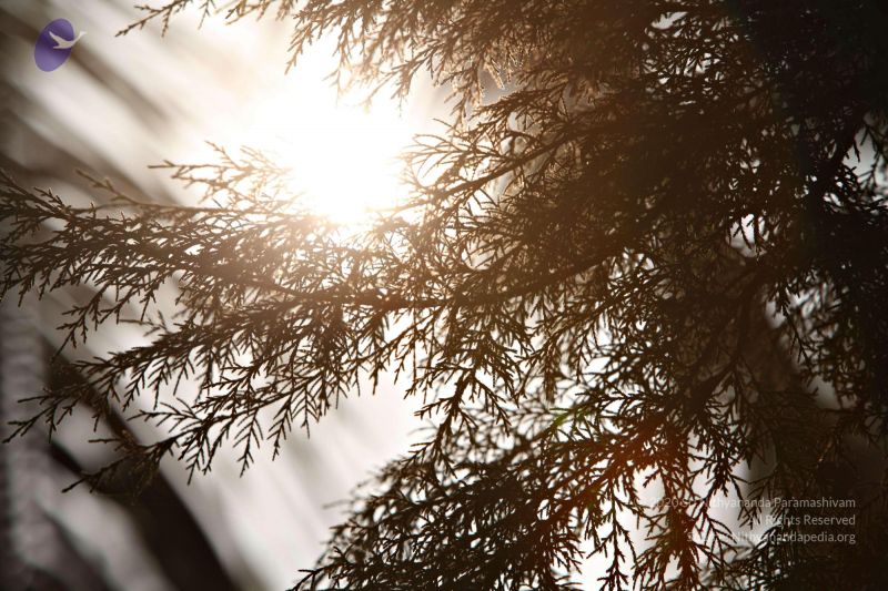 File:20110205 4846 CMP WM watermark.jpg