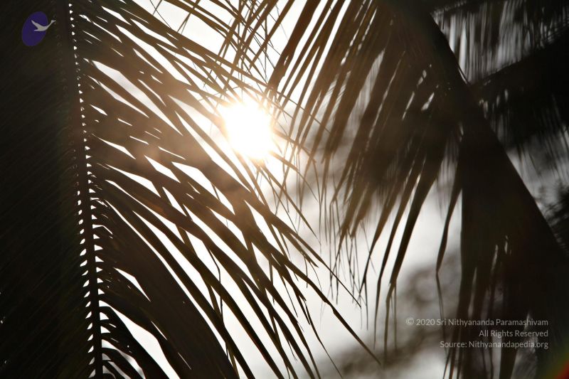 File:20110205 4848 CMP WM watermark.jpg