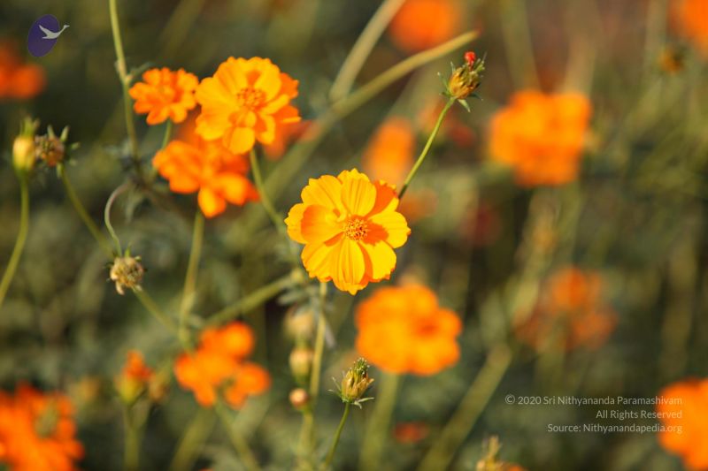 File:20110205 4849 CMP WM watermark.jpg