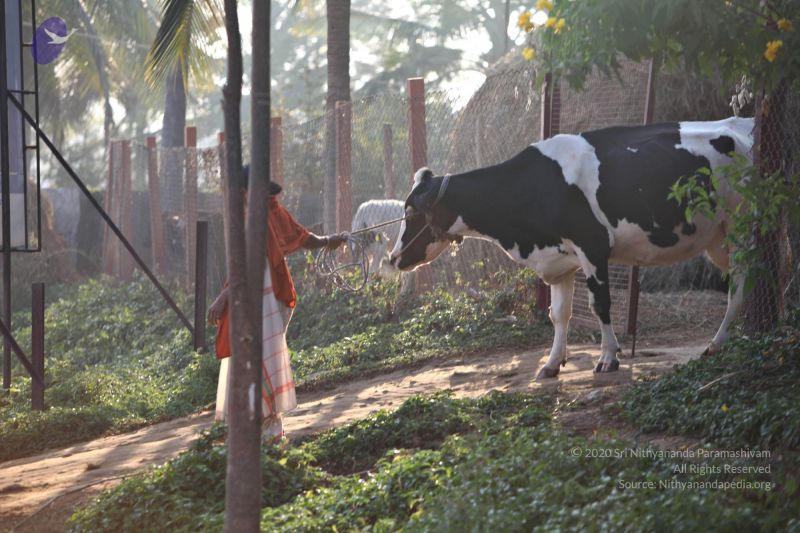 File:20110205 4850 CMP WM watermark.jpg