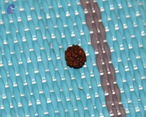 20110606 Photo 1006 1LasVzHOBoD2V6-zVACIw3Ts7knA01HBX.JPG