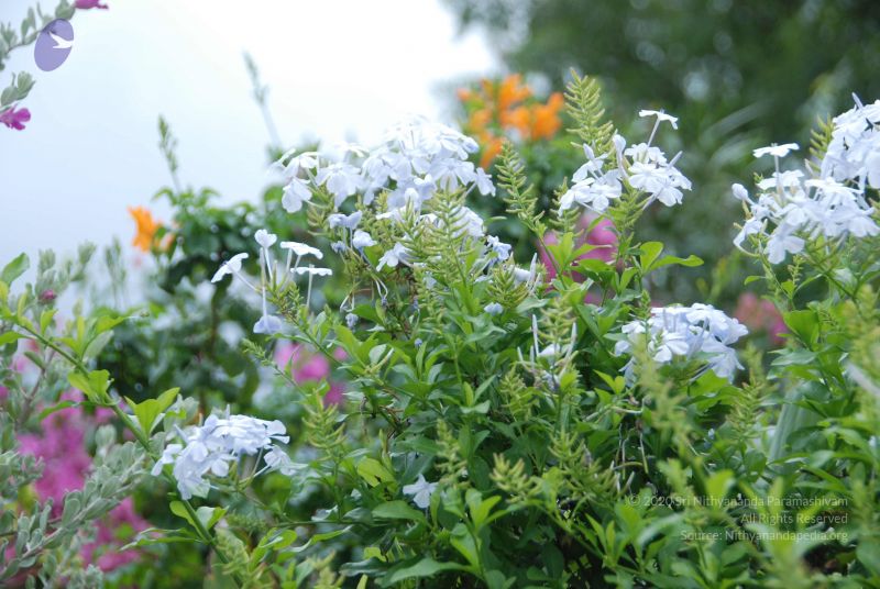 File:20110810 Photo 1007 1Y9YbwcTuoImNSAfIoHFgfYwMLJC7Nscz.JPG