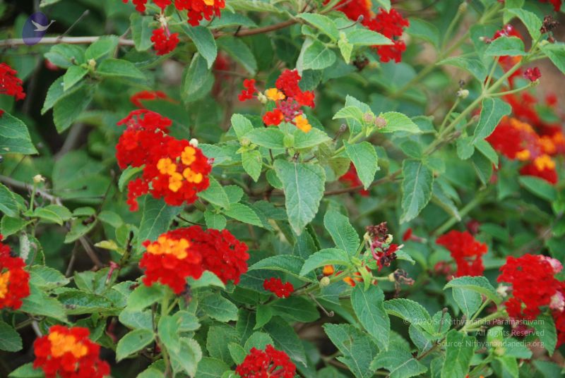File:20110810 Photo 1029 1qg2DpSY0SXhgSOlK1dN4EZxdTNirCtBb.JPG