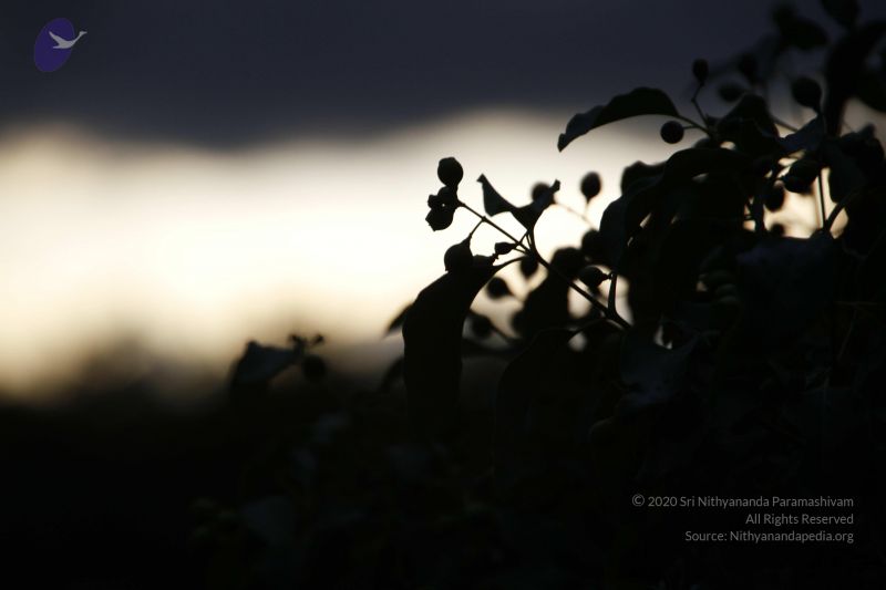 File:20110810 Photo 1052 1xIr4uHecGYQXPfNb20i9ebCUQHtHR7Y-.JPG