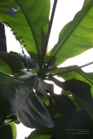 20110828 Photo 1060 1E7N77aIPQUBmQTcKEwI7u45qzKxHL7FW.JPG