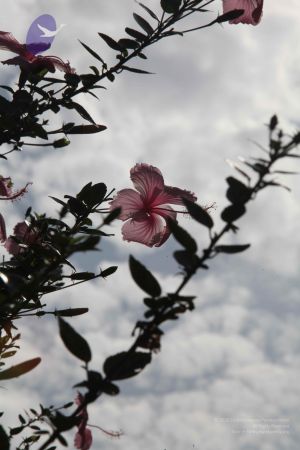 20110828 Photo 1062 1v8nN-owE882PKE1NV9Tv0wHsGErrVPrK.JPG