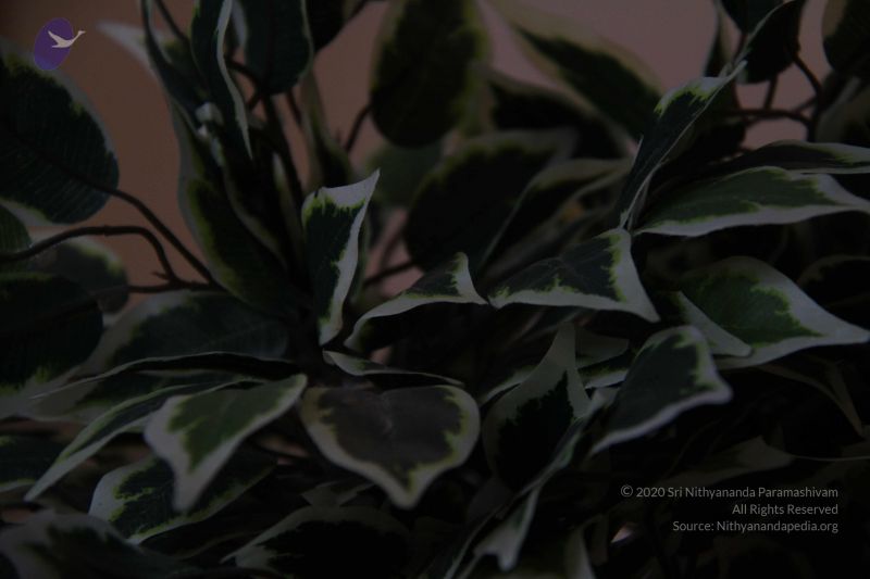 File:20110830 Photo 1078 1qlXY4Ta7XkTfIwPIFuIMGUWVxfHTquYc.JPG