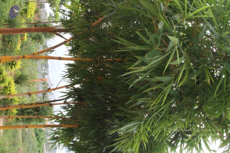 File:20110831 Photo 1329 1Iq5mUDO8WXgwAZg2ttI1jQuR2PQK4t1h.JPG