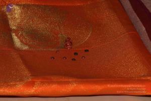 20110907 Photo 1093 1 hKZv PsVoppQfrEBWRkaxfrKsVEo2xD.JPG