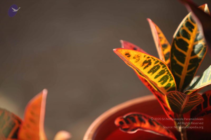 File:20110927 Photo 1090 1spU UOipLuu1tpJ2eHPLIdgwJPV0gZRL.JPG