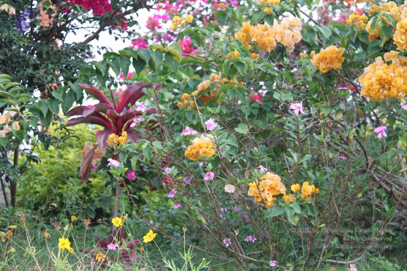 File:20110928 Photo 1002 1jDJahvFa7BiN5 3WVLIWBpemByiQbxmz.JPG