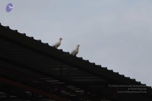 20111002 Photo 1033 1puORfLWbn6hXK2XeUPIpZL319OtfGmEk.JPG