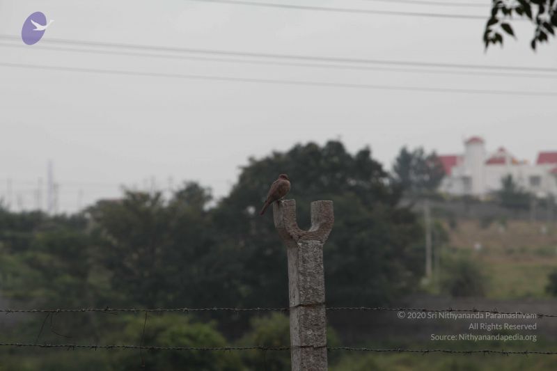 File:20111002 Photo 1034 1kBK7MpF1FMZxH-1TJGMisX81fpmsgdst.JPG