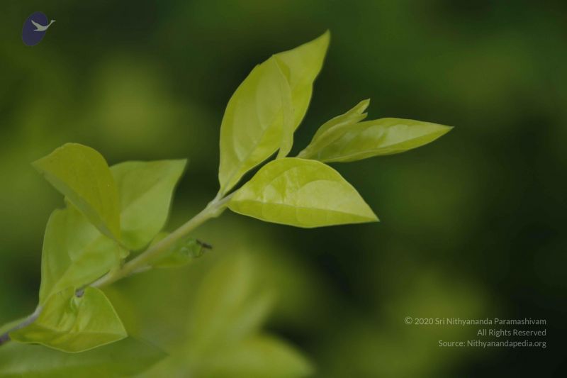 File:20111003 Photo 1306 1t-KEGkZbehkwVit4asOfP0z2lzqFBXge.JPG