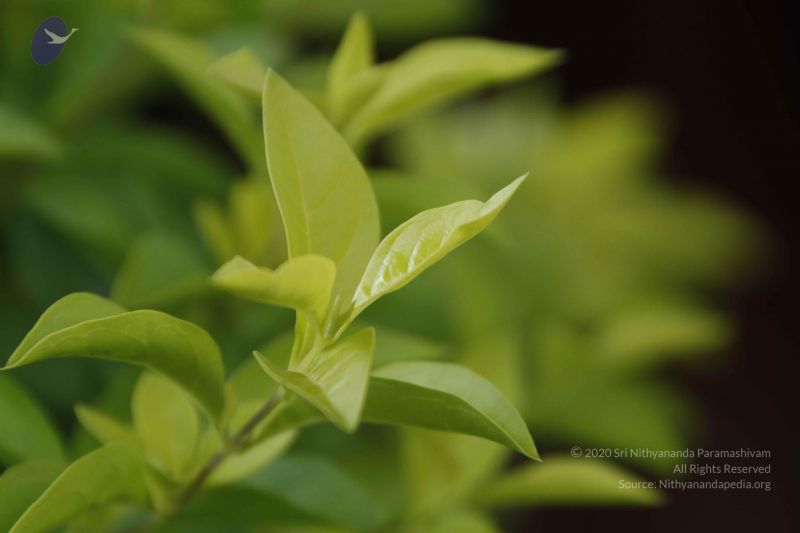 File:20111003 Photo 1308 1UfgXSdCe2f0coPtwVKxbHTCXnQkZeUKS.JPG