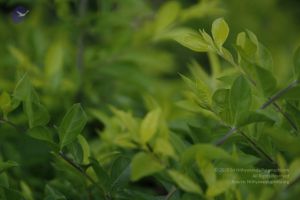 20111003 Photo 1311 1-aKMBDKQOQtbGc0q9ci9lcA8t5-qJMGu.JPG