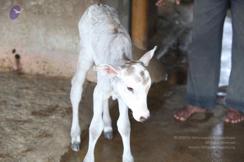 File:20111127 Photo 1500 19CxDTwdxtLb vFlJ1mCX9AFsoMnT8yPi.JPG