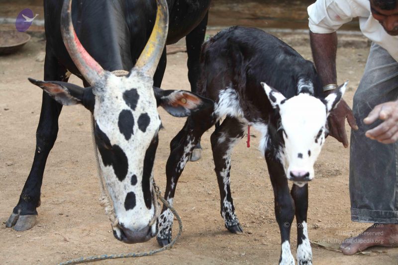 File:20111201 Photo 1446 1s4zNL6GHa-gHgk2s3gMdY1OzzyHPI38 .JPG